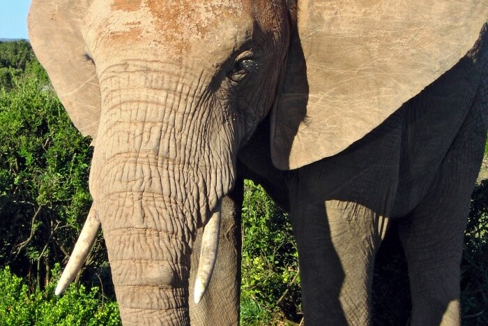 Millennium Elephant Foundation