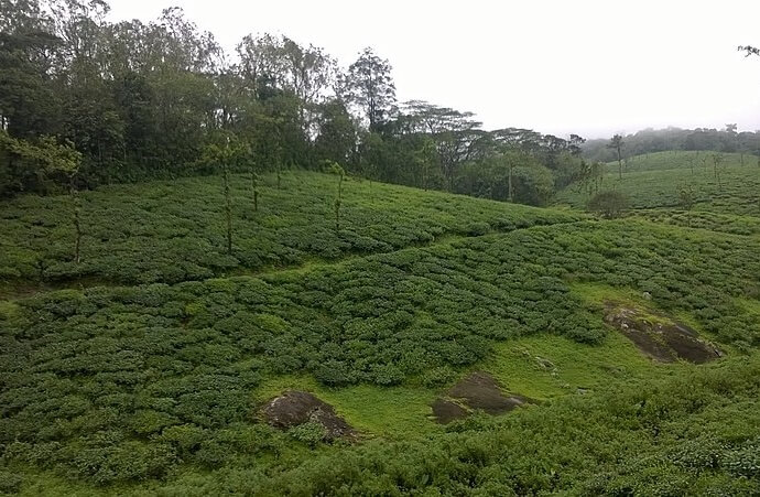 Nelliyampathy, Palakkad
