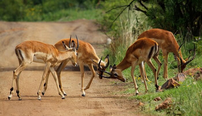 Pilanesberg National Park in Africa