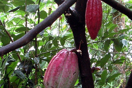 Ranweli Spice Garden