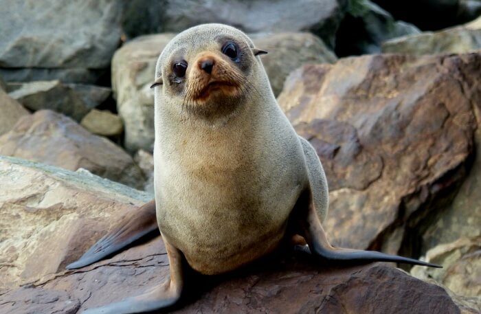 Greet happy seals