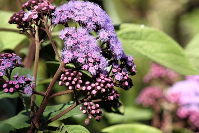 Floral Sydney Plants Natural Garden Royal Botanic