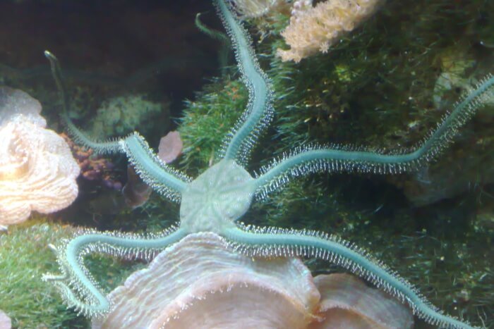 Smokey Reef