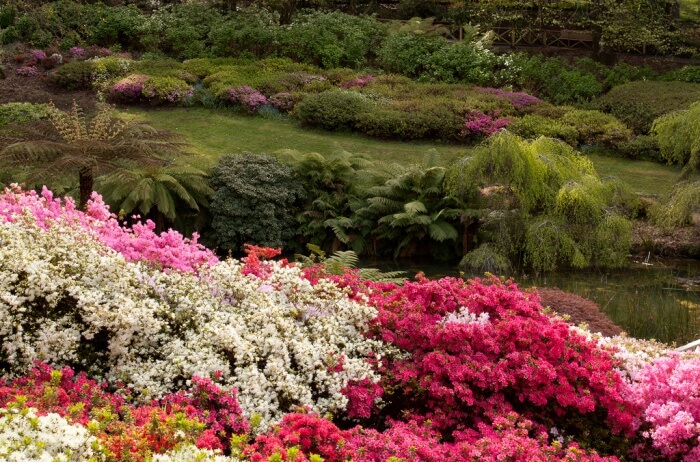 The Dandenong Ranges Botanic Garden