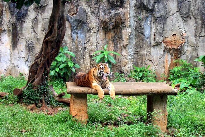 Tiger in Ragunan Zoo in Jakarta