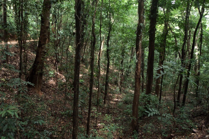 Udawattekele Sanctuary