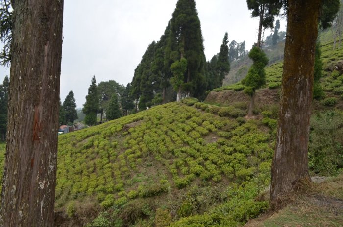 Happy valley tea estate