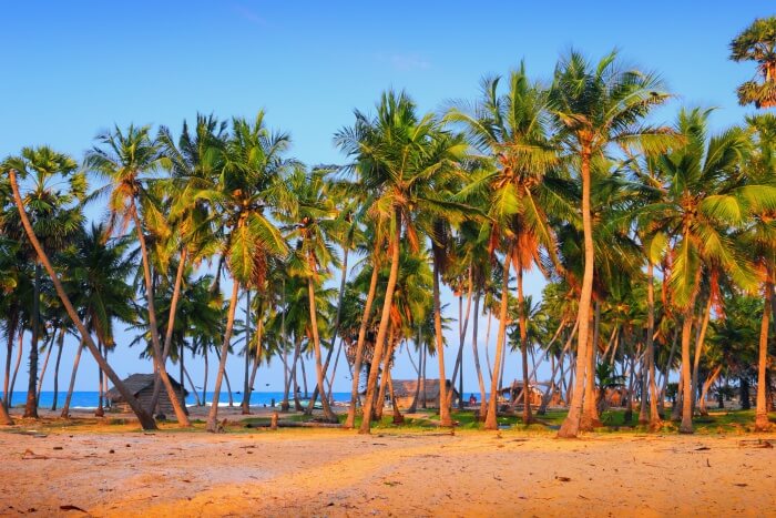 Palm trees in Mannar