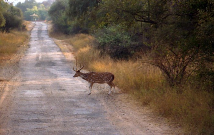 Sariska national park