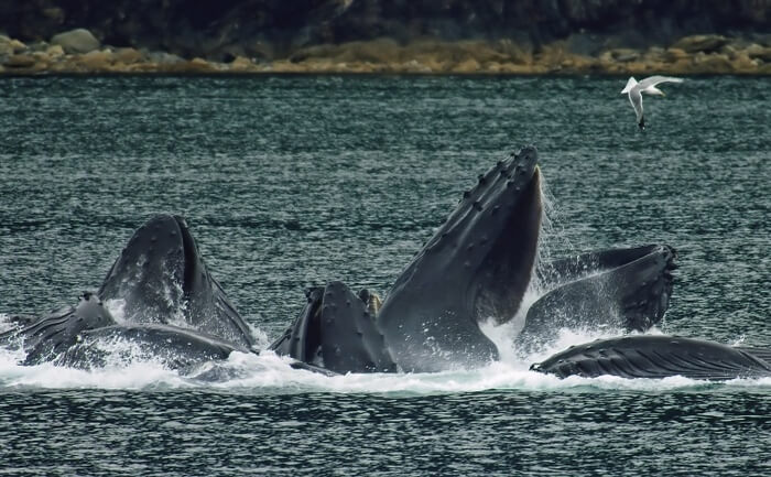 Whale view