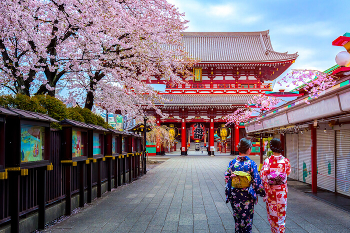 Cherry Blossom