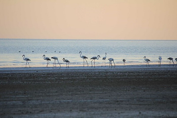 flamingos at the beach