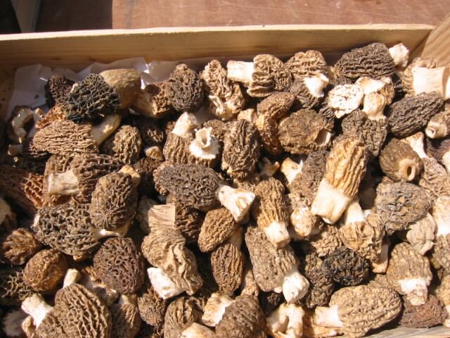 Enjoy Local Cuisine like guchhi mushroom in Chakrata