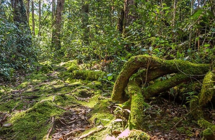 Forest Hike