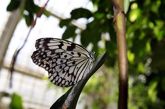 butterfly sitting on a branch