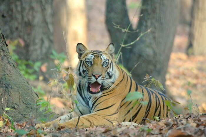 tiger