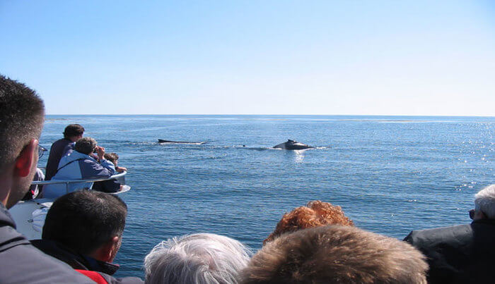 Whale Closeup View