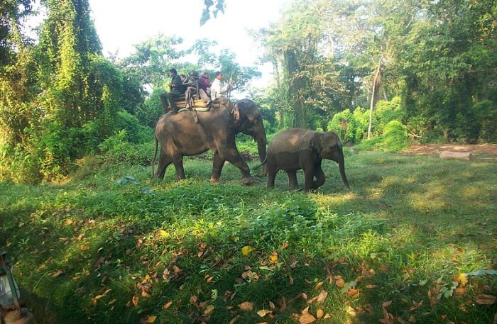 Wildlife Safari