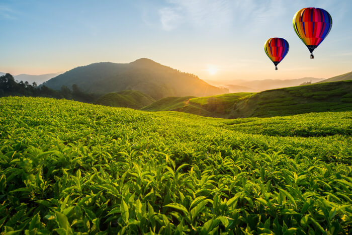 Best Things To Do In Cameron Highlands