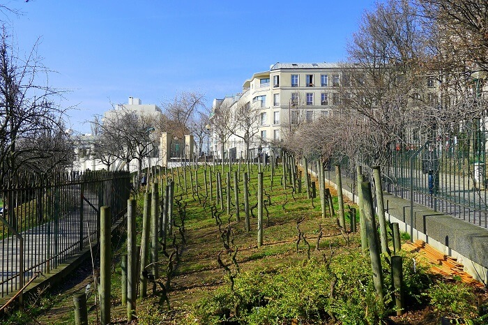 Clos De Belleville vineyard near paris pfrance