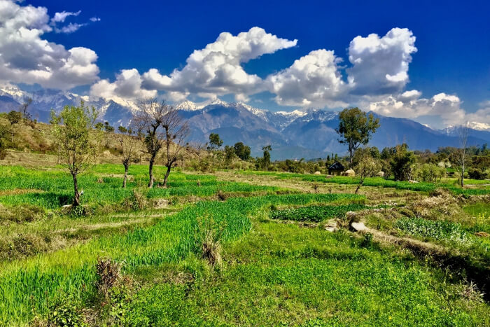Palampur