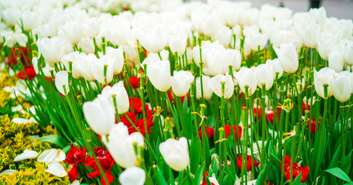 A Guide To Know Everything About Tulip Festival In Kashmir In 2021!