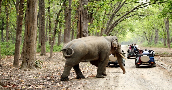 Jim Corbett National Park: A 2023 Handy Guide For All Nature Lovers!